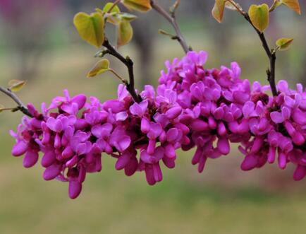 紫荊形態(tài)特征和生態(tài)習(xí)性？紫荊養(yǎng)殖之繁殖？【圖】