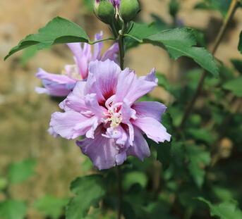 木槿花花語？木槿的繁殖方法？【圖】