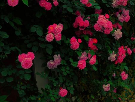 薔薇花的養殖方法？薔薇花的繁殖方法？【圖】