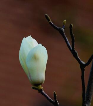 玉蘭花的花語？描寫玉蘭花的詩句？【圖】