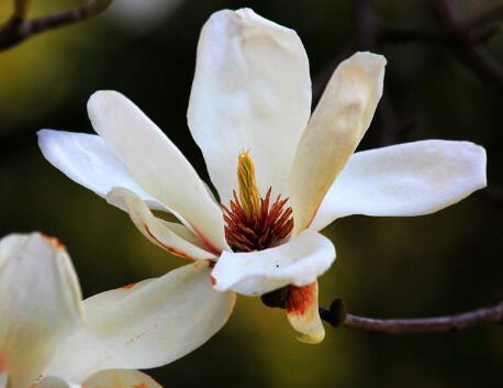 玉蘭花的花語？描寫玉蘭花的詩句？【圖】