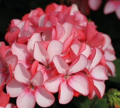 天竺葵的養(yǎng)殖方法？天竺葵的藥用價(jià)值？【圖】