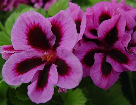 天竺葵的養(yǎng)殖方法？天竺葵的藥用價(jià)值？【圖】