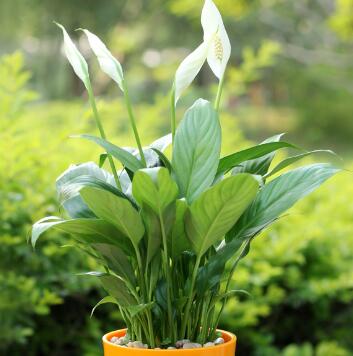 白掌的養殖方法？白掌的注意事項？【圖】