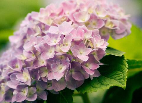 繡球花的花語(yǔ)？繡球花的養(yǎng)殖方法？【圖】