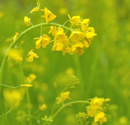 油菜花什么時候開？油菜花粉的功效？【圖】