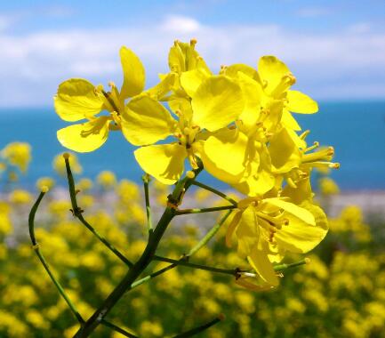 油菜花什么時候開？油菜花粉的功效？【圖】