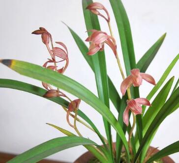 建蘭的養殖方法？建蘭的注意事項？【圖】