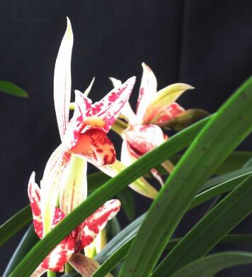 建蘭的養殖方法？建蘭的注意事項？【圖】