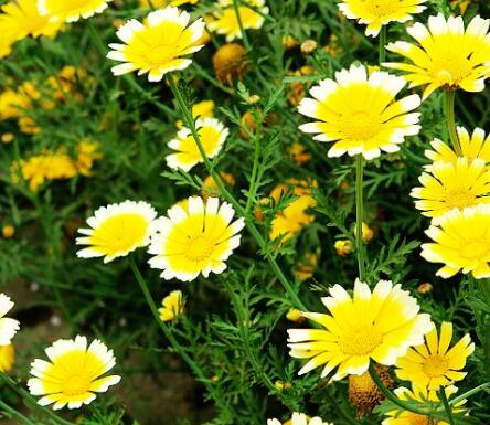 茼蒿的功效與作用？建蘭的注意事項？【圖】