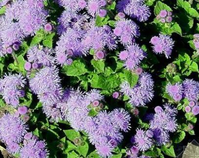 藿香的功效與作用？藿香的食用禁忌？【圖】