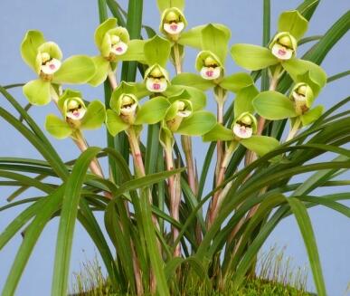 春蘭的繁殖方法？春蘭的栽培技術(shù)？【圖】