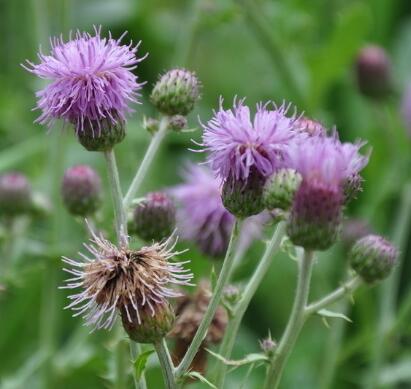 薊的形態特征？薊的藥用價值？【圖】