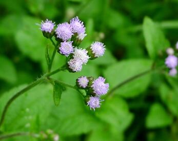 薊的形態特征？薊的藥用價值？【圖】
