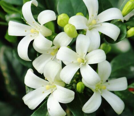 九里香的繁殖方法？九里香的藥用價值？【圖】