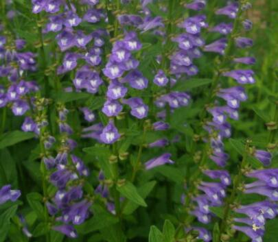 半枝蓮的栽培技術？半枝蓮的民間傳說？【圖】