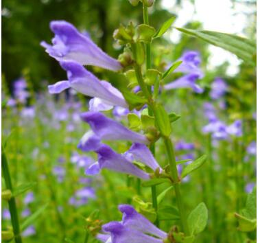 半枝蓮的栽培技術？半枝蓮的民間傳說？【圖】