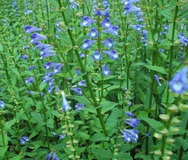 半枝蓮的栽培技術？半枝蓮的民間傳說？【圖】