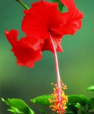 扶桑的栽培技術？扶桑的繁殖方式？【圖】