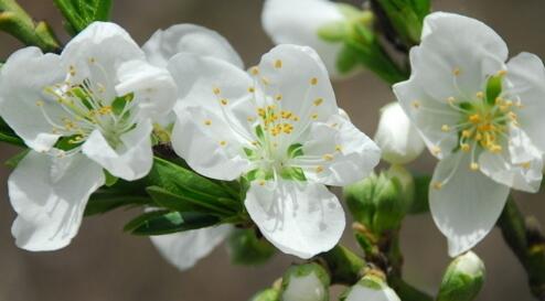梨花的花語？關于梨花的詩句？【圖】