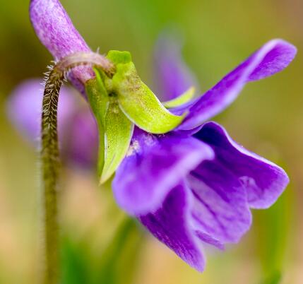 紫花地丁的繁殖方法？紫花地丁的栽培技術(shù)？【圖】