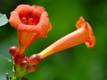 凌霄花的繁殖方法？凌霄花的形態特征？【圖】