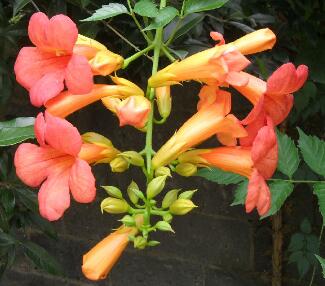 凌霄花的繁殖方法？凌霄花的形態特征？【圖】