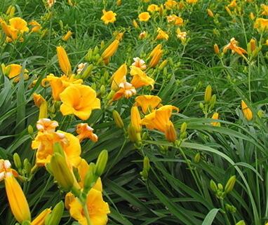 萱草的栽培技術？萱草的形態特征？【圖】