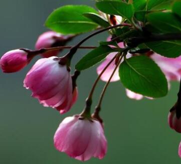 垂絲海棠的病蟲防治？垂絲海棠的主要價值？【圖】