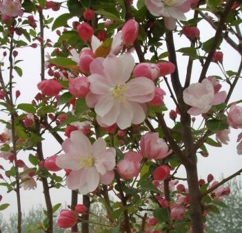 海棠的繁殖方法？海棠的栽培管理？【圖】