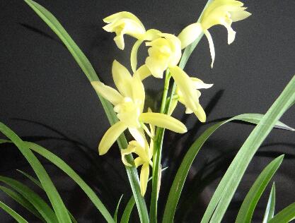 蕙蘭如何養(yǎng)？海棠的栽培管理？【圖】