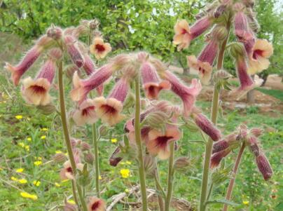 地黃的栽培技術？地黃的宜忌人群？【圖】