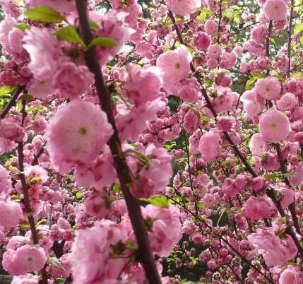 榆葉梅的生長方法？榆葉梅的主要品種？【圖】