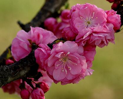 榆葉梅的生長方法？榆葉梅的主要品種？【圖】