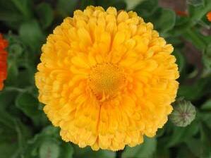 金盞花的功效與作用？金盞菊種植方法？【圖】