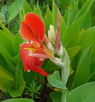 美人蕉的功效與作用？如何種植美人蕉？【圖】