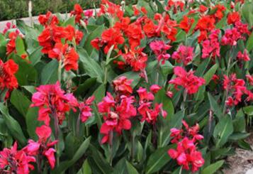 美人蕉的功效與作用？如何種植美人蕉？【圖】