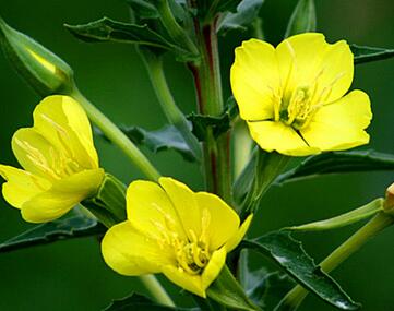 月見草的繁殖方法？月見草的藥理作用？【圖】