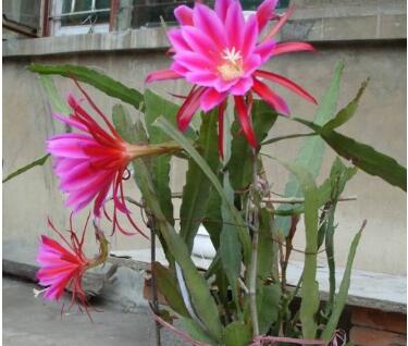 令箭荷花的養殖方法？令箭荷花的病蟲防治？【圖】