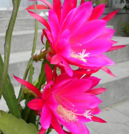 令箭荷花的養殖方法？令箭荷花的病蟲防治？【圖】