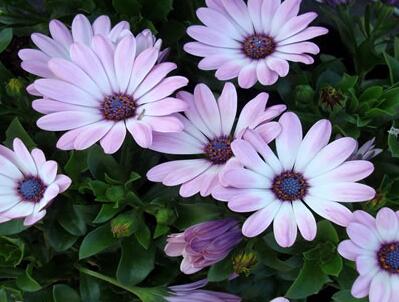 雛菊的花語是什么？雛菊的栽培技術？【圖】