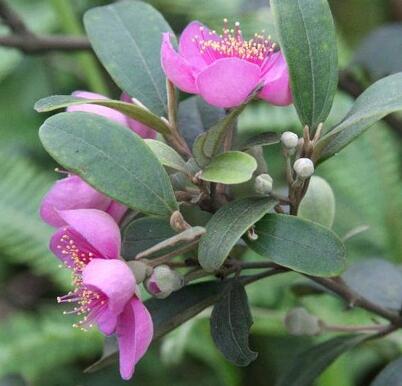 桃金娘的繁殖方法？桃金娘的栽培技術？【圖】