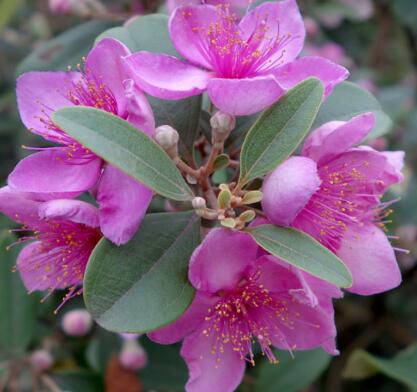 桃金娘的繁殖方法？桃金娘的栽培技術？【圖】