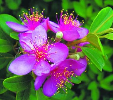 桃金娘的繁殖方法？桃金娘的栽培技術？【圖】