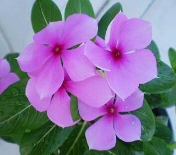 長春花的養殖方法？長春花的花語？【圖】