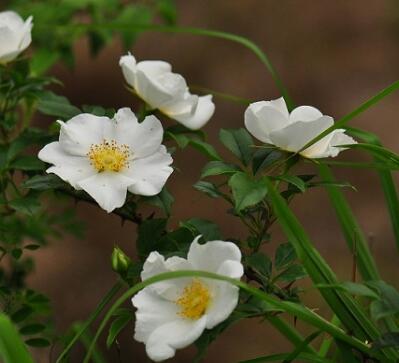 金櫻子的相關配伍？金櫻子的生理特性？【圖】