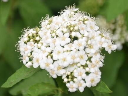 紅瑞木的功效與作用？紅瑞木的繁殖方法 ？【圖】