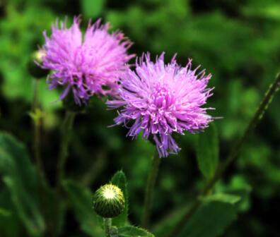 刺兒菜的栽培方法？刺兒菜的形態特征？【圖】