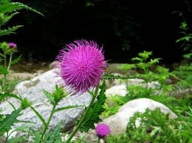 刺兒菜的栽培方法？刺兒菜的形態特征？【圖】