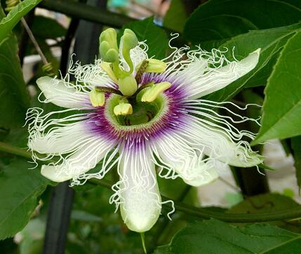 西番蓮的功效和作用？西番蓮果怎么吃？【圖】